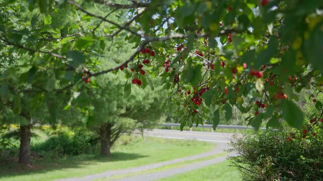 Crab apples hang from trees beside a scenic country driveway