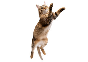 A cat jump shorthair cat isolated on transparent or white background