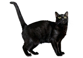 A black cat with arched back isolated on transparent or white background