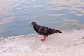 One pigeon by the water in the garden
