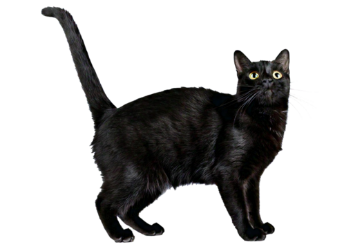 A black cat with arched back isolated on transparent or white background