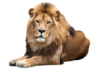 Portrait of a Male adult lion looking at the camera isolated on transparent or white background