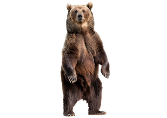 Brown Bear, 12 years old, standing upright isolated on transparent or white background