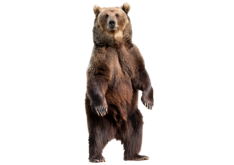 Brown Bear, 12 years old, standing upright isolated on transparent or white background