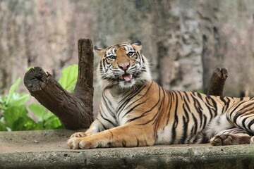 There is a Sumatran tiger lying on the floor with a cute face
