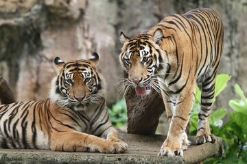 A pair of sumatran tigers are seen lying on the floor during the day.