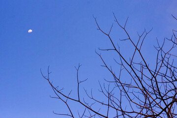 Dry leafless branches and a blue night sky background.