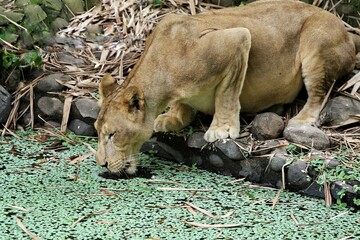 side view of a lioness drinking in the swamp