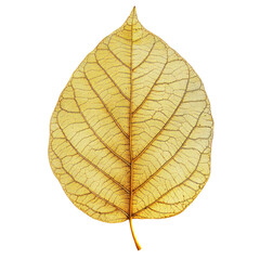Obraz premium Golden Leaf with Intricate Veins and Metallic Finish isolated on transparent white background, clipping path