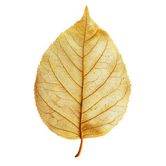 Fototapeta premium Golden Leaf with Intricate Veins and Metallic Finish isolated on transparent white background, clipping path