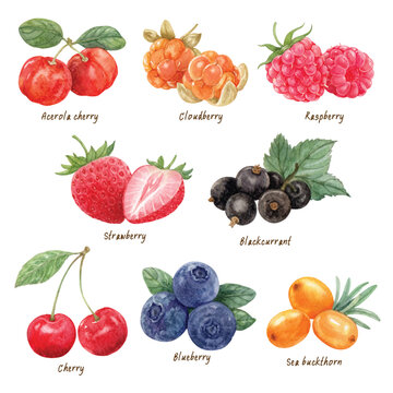 Elements of berries set hand draw watercolor. EPS file isolated on transparent background.