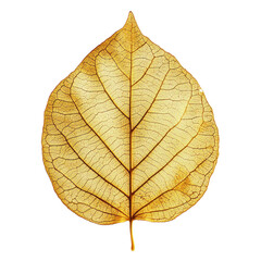 Obraz premium Golden Leaf with Intricate Veins and Metallic Finish isolated on transparent white background, clipping path
