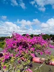 flowers in a garden