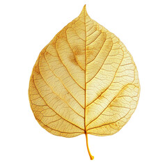 Obraz premium Golden Leaf with Intricate Veins and Metallic Finish isolated on transparent white background, clipping path