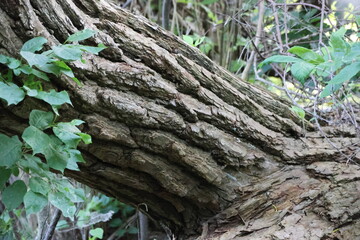 Textured Tree Bark with Green Leaves in a Forest