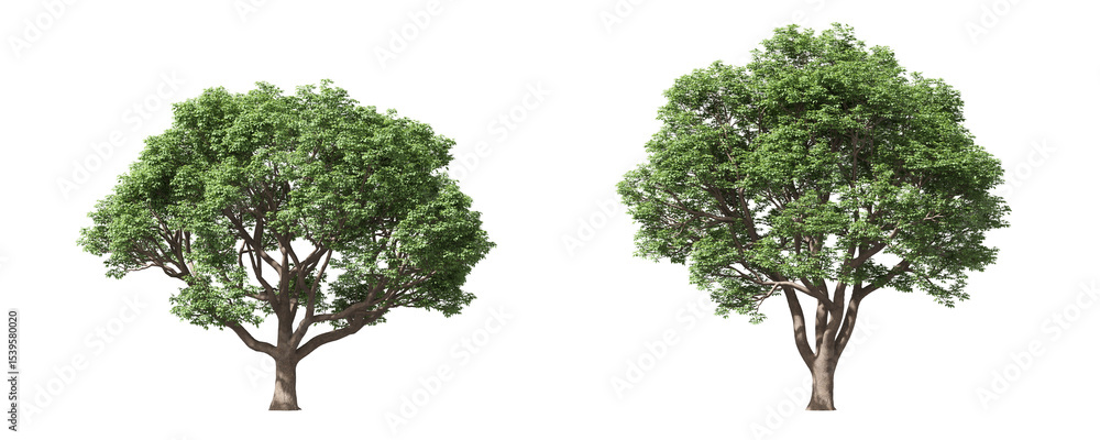Aufkleber cut out realistic greenery trees collection on transparent backgrounds. high quality 3d rendering. p