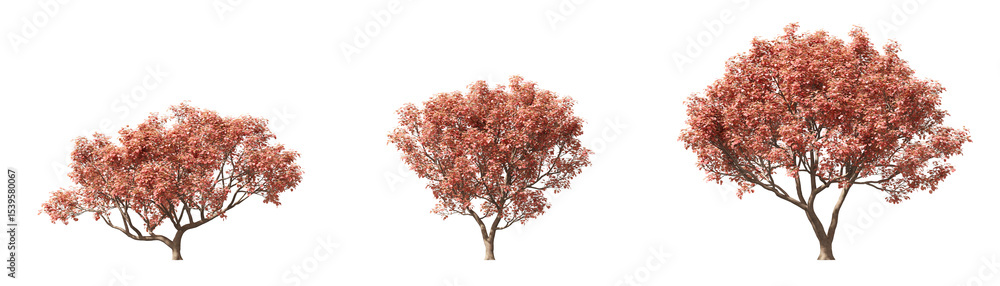 Aufkleber cut out realistic autumn trees collection on transparent backgrounds. high quality 3d rendering. png