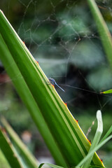dragonfly on the leaf