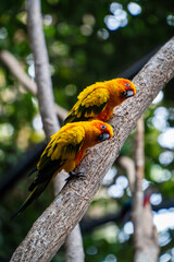 yellow and green parrot © Julia