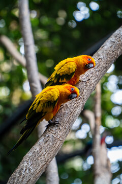 yellow and green parrot