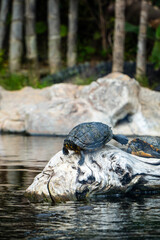 turtles in the pond