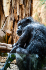 chimpanzee in the zoo