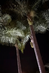 Illuminated palm trees at night