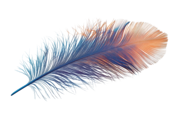 Majestic peacock feather showcasing intricate details and vibrant colors on a transparent background in close-up view