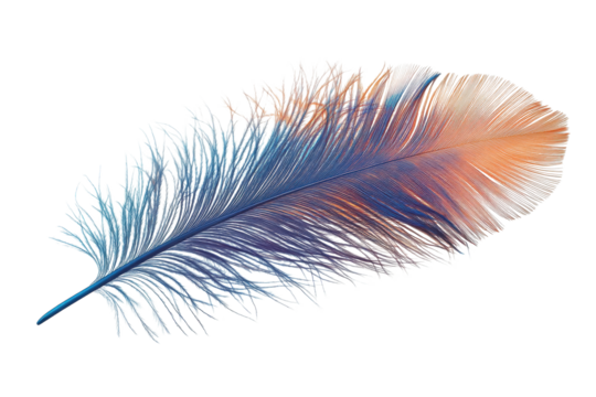 Majestic peacock feather showcasing intricate details and vibrant colors on a transparent background in close-up view