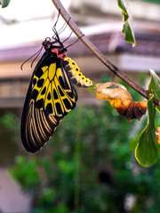 A golden birdwing butterfly has just emerged from her chrysalis