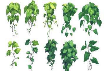 Vector set of green ivy cartoon designs featuring various grape liana stem styles with different leaf shapes and hanging formations for creative projects