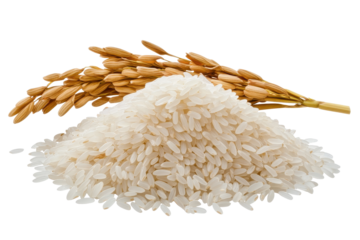 Ear of rice and pile of uncooked grains isolated on a transparent background showcasing their natural texture and form in a clean composition