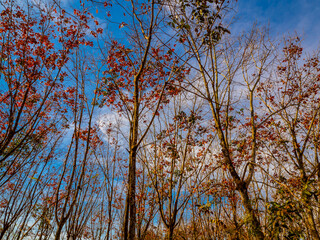 Red leaves of Para rubber trees Plantation forest in the deciduous season