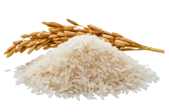 Ear of rice and pile of uncooked grains isolated on a transparent background showcasing their natural texture and form in a clean composition