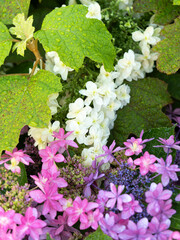 雨に濡れたアジサイの花