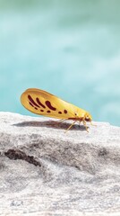 Yellow Insect with Brown Markings on a Rock Near Blue Water