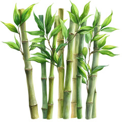 Fototapeta premium Green bamboo stalks with leaves isolated on transparent background