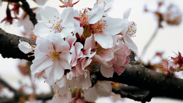 Cherry blossom flowers tree close-up image on a cloudy sky background image picture