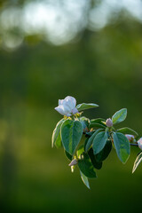 White quince flower bud on green background. Macro shot. Springtime nature and blossom concept.