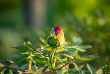 Closed peony flower bud with pink petals surrounded by green foliage. Macro photography with...