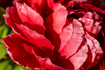 Red peony flower with layered petals in sunlight. Macro shot of blooming flower head. Spring blossom and botanical detail. Macro shot