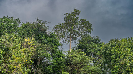 Vegetation of the tropical rain forest. Green crowns of tall jungle trees against the sky and clouds. Malaysia.Borneo. Sandakan. Nature Reserve