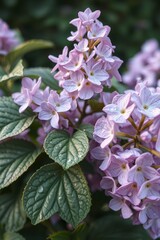 Lilac Bloom with Dew Drops