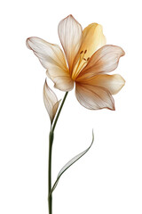 Fototapeta premium Elegant fine line daffodil design shines in intricate detail against a transparent background