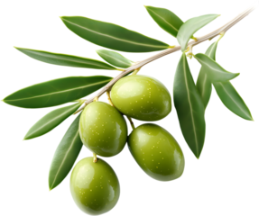 Green olives with leaves on a branch isolated on a transparent background, cut out	