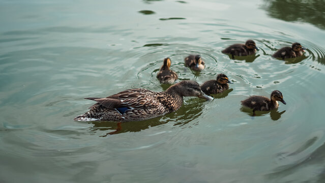 Mother duck swims in lake with ducklings following in natural harmony