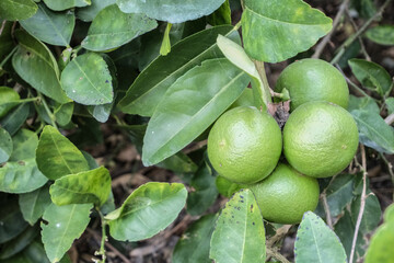 Green lime on the tree, lime tree