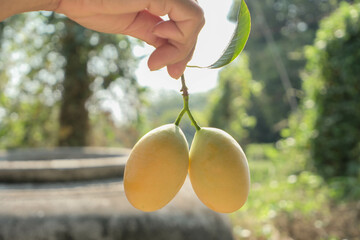 Marian Plum is ripening in the soft sunlight, Thai fruit