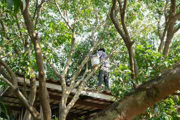 farmers are picking fruits on trees.