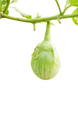 Fresh green eggplant growing on vine with stems and leaves showing natural farm-to-table organic vegetable cultivation on white background